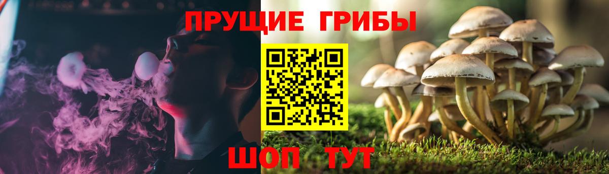 Новочебоксарск  Псилоцибиновые грибы Psilocybe  Вход с VPN 